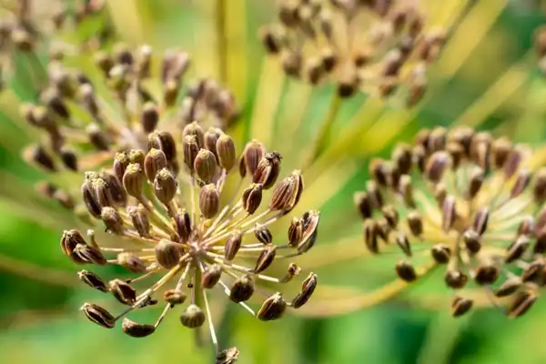 Which Dill Seed Extract Supplier Offers the Best Value?